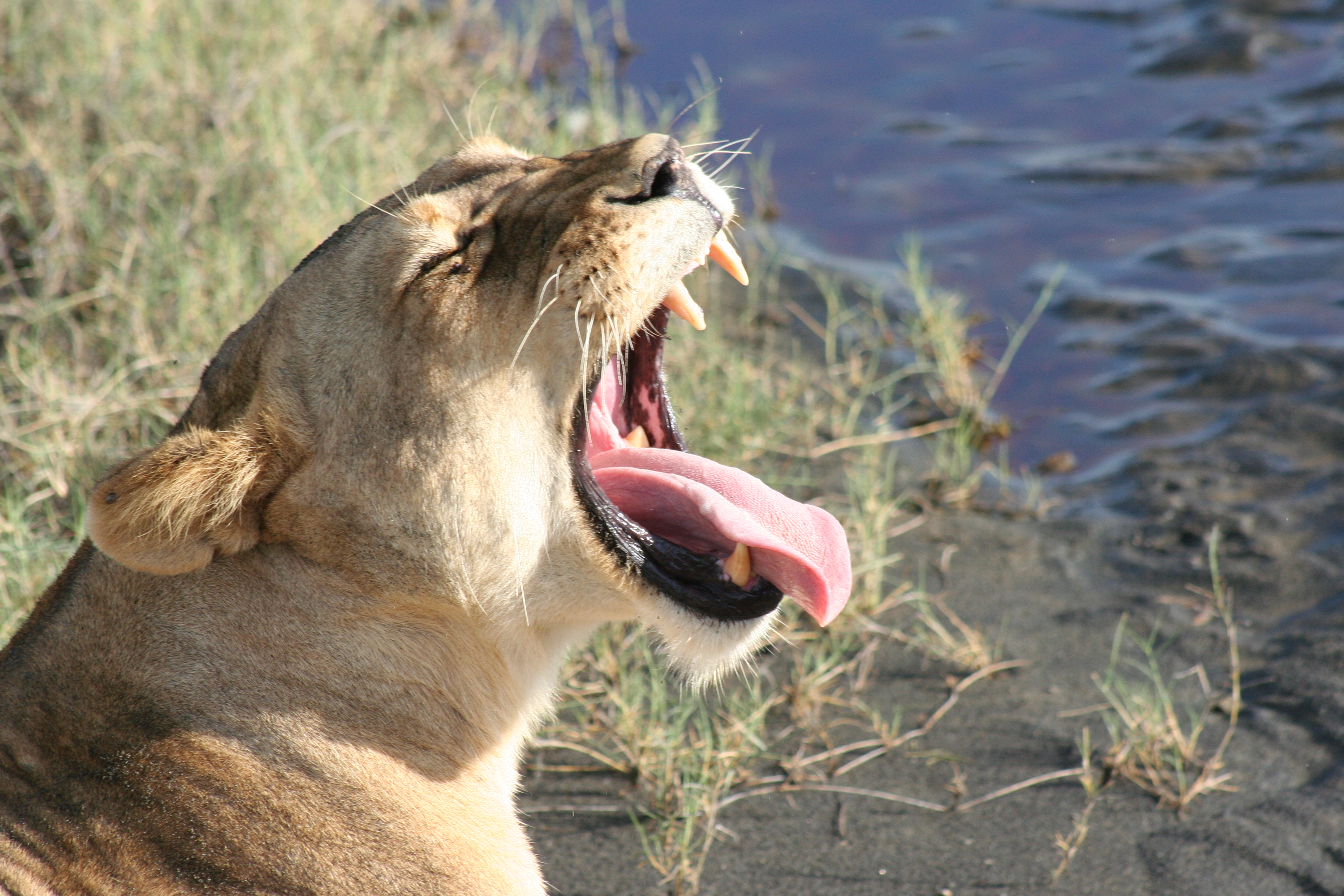 Zívající lvice