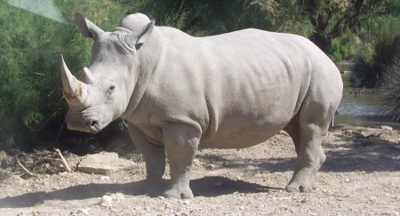 Bílý nosorožec