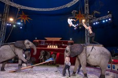 Cirkusové vystoupení se slony