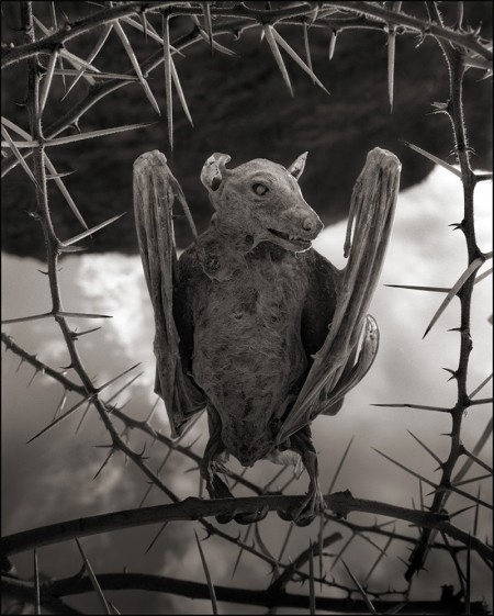 Oběť slaného jezera v Tanzánii - netopýr