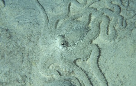 Maskovaná chobotnice